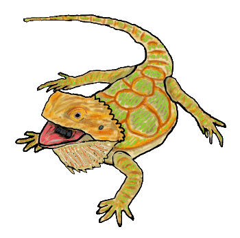 Cool drawing of a bearded dragon for reptile keepers. Beardies are a great lizard to share your life with.