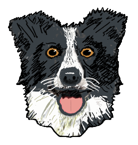 A graphic style drawing of a Border Collie