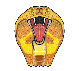 King Cobra graphic shows a mouth open, fangs bared cobra ready to strike. A cool hand drawn image of this much respected venomous snake.