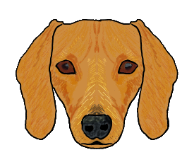 Dachshund Face drawing is simply that, a graphic style image of a dachshund looking at the viewer. For dog and especially dachshund fans.