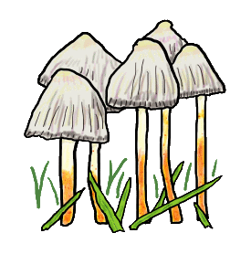 Magic Mushroom is a drawing of five mushrooms growing between blades of grass. An attractive subtle graphic that shares your love of mushrooms without shouting about it.