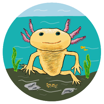A hand drawn colourful axolotl facing the viewer.  Bright red purple fronded gills, blue eyes, yellow body - caught in mid swim attempt.  A fun image for axolotl fans and indeed - fans of axolotls.