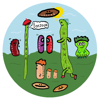 Bean Puns design features different types of cartoon beans in a fun drawing!  Includes French bean, runner bean, baked beans, chili bean, broad beans, jelly beans and coffee beans.  A collection of beans for cooks, chefs, kids and anyone who likes beans.
