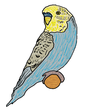 Budgie features a budgerigar observing the viewer. Fun drawing for budgie fans!