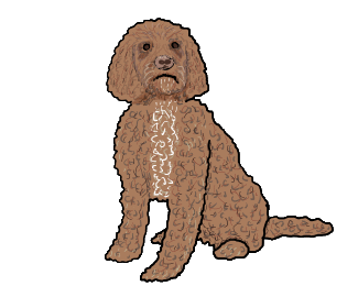 Fun drawing of a Cockapoo, a cross between a Cocker Spaniel and Poodle.