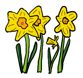 Daffodil design is a graphic style drawing of a few garden daffodils. A sign of Spring and a new year in the gardening calendar!