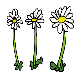 Daisy design shows three hand drawn daisies with the well known flowers and stalks that appear widely in lawns and meadows. A favourite flower of children, and adults with memories of making daisy chains during long summer holidays.