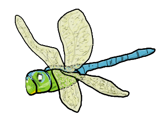 Dragonfly graphic shows a dragonfly in flight with all four wings visible plus typical body shape. An attractive visitor to garden ponds in Summer, the dragonfly is one of the more spectacular insects. Celebrate hot days and dragonflies with this fun drawing.