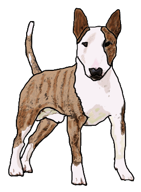 English Bull Terrier design features a white and brindle Bull Terrier in a classic three-quarter pose.