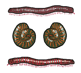 Giant Millipede design contains a couple of millipedes at full length and a pair curled up. Fun graphic of these fascinating arthropods and a way to share the experience in an eye-catching image.
