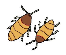 Drawing of a pair of giant hissing cockroaches