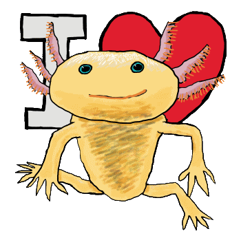 A fun axolotl design features big I Love symbol and a hand drawn axolotl.  For people who love axolotls!
