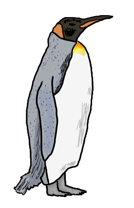 A fun King Penguin drawing shows this magnificent bird standing somewhere in Antartica.