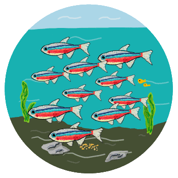 Neon Tetra design shows a school of swimming neon tetras. Hand drawn graphic of this popular tropical aquarium fish for fans and keepers.