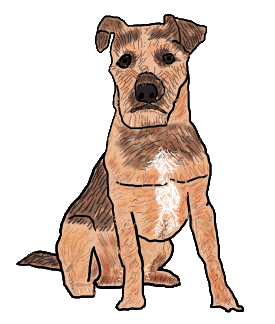 Drawing of a typical Patterdale Terrier, a confident affectionate dog that promises lots of fun.