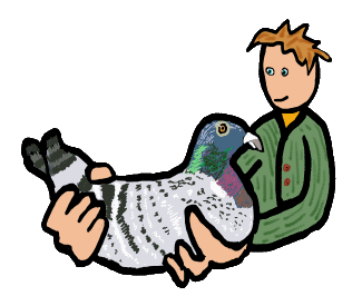 A racing pigeon is shown off by a keen pigeon fancier.  Keeping and breeding pigeons for fun, love and sport - pigeon keeping is a fun pastime.