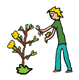 Pruning and Deadheading with secateurs
