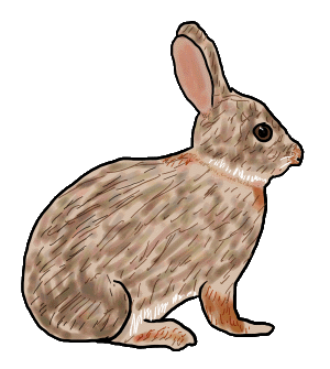 A simple drawing of a rabbit. Just an ordinary rabbit doing rabbity things.