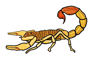 Scorpion graphic shows this brilliant arachnid with pincers and tail raised. A fun image for scorpion fans.