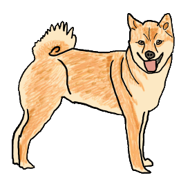 Shiba Inu is a fine looking dog. Bright, smart and very famous! A fun drawing for Shiba Inu fans.