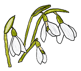 Snowdrops are a small beautiful first sign of Spring. Drawing celebrates the snowdrop or Galanthus as it welcomes the coming of the new year.