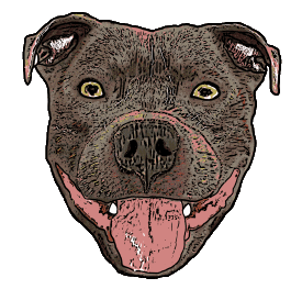 Staffordshire Bull Terrier design shows a beautiful and attentive Staffie or Staffy waiting for treat, instructions or a walk. A fine example of the Stafford breed who will make a loyal companion and a great guard dog.