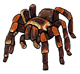 Tarantula is a spider drawing in a cool graphic style. For arachnid fans and spider supporters.