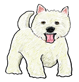 Westie West Highland White Terrier in typical pose